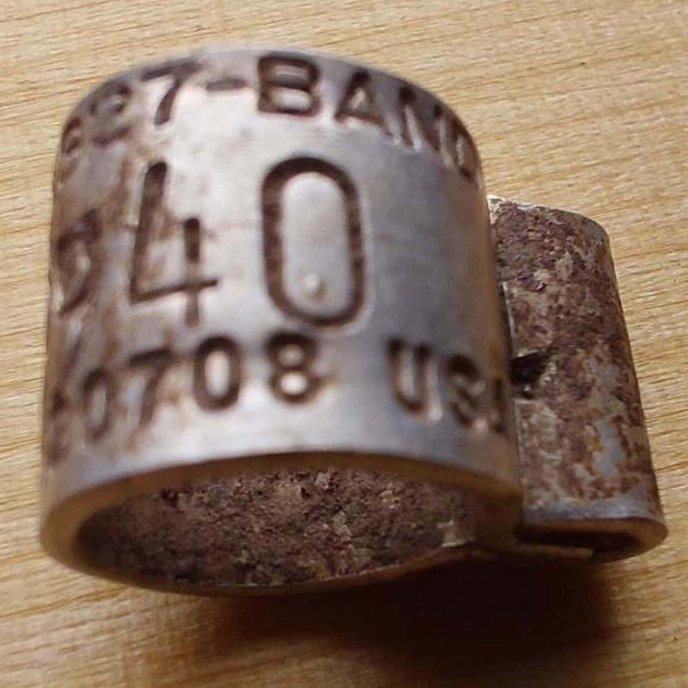 Animal-Related-Finds-While-Detecting-In-The-Woods